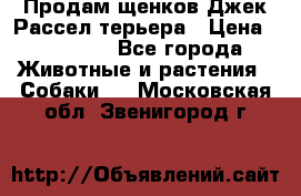 Продам щенков Джек Рассел терьера › Цена ­ 25 000 - Все города Животные и растения » Собаки   . Московская обл.,Звенигород г.